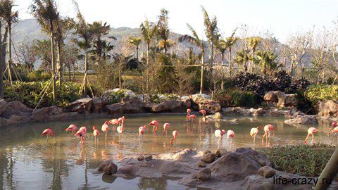 Розовые фламинго